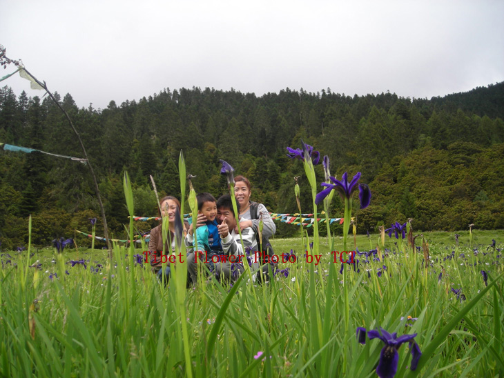 Flower-in-lulang,-East-Tibet